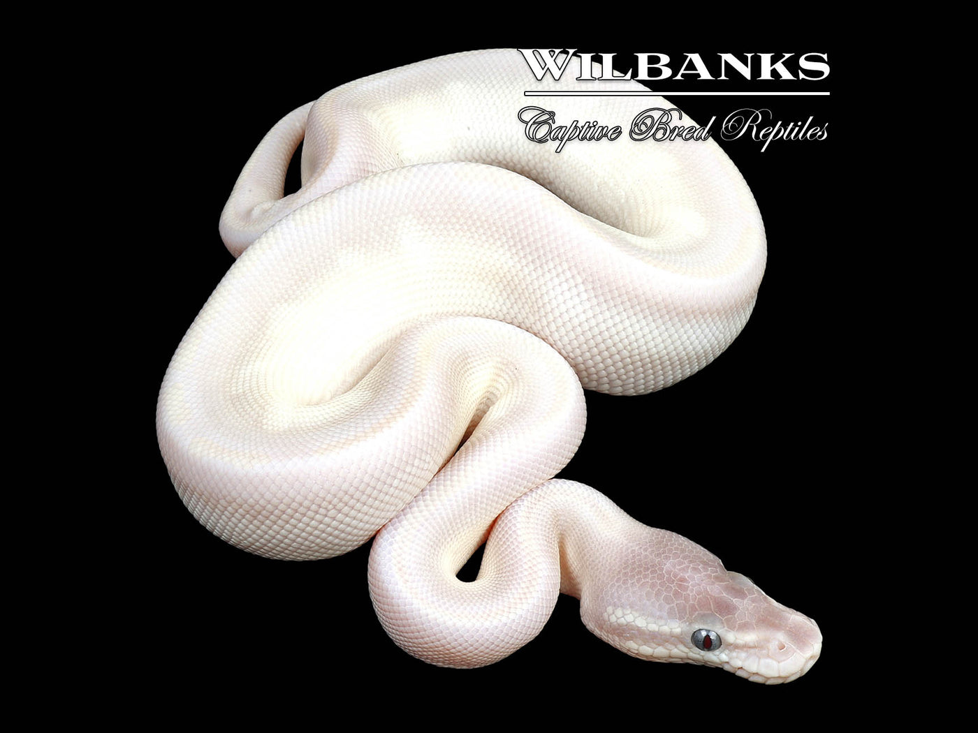 Cinnamon Blue Eyed Leucistic (Super Mojave) Ball Python ♂ '24