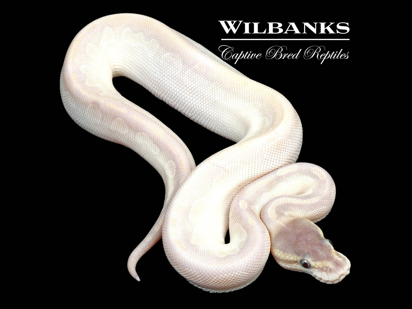 Cinnamon Crystal (Special Mojave) Ball PythonBall Python ♀ '24