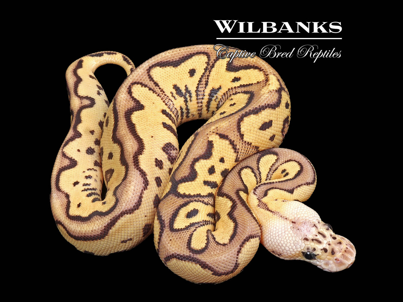 FireFly Leopard Clown Ball Python ♀ '24