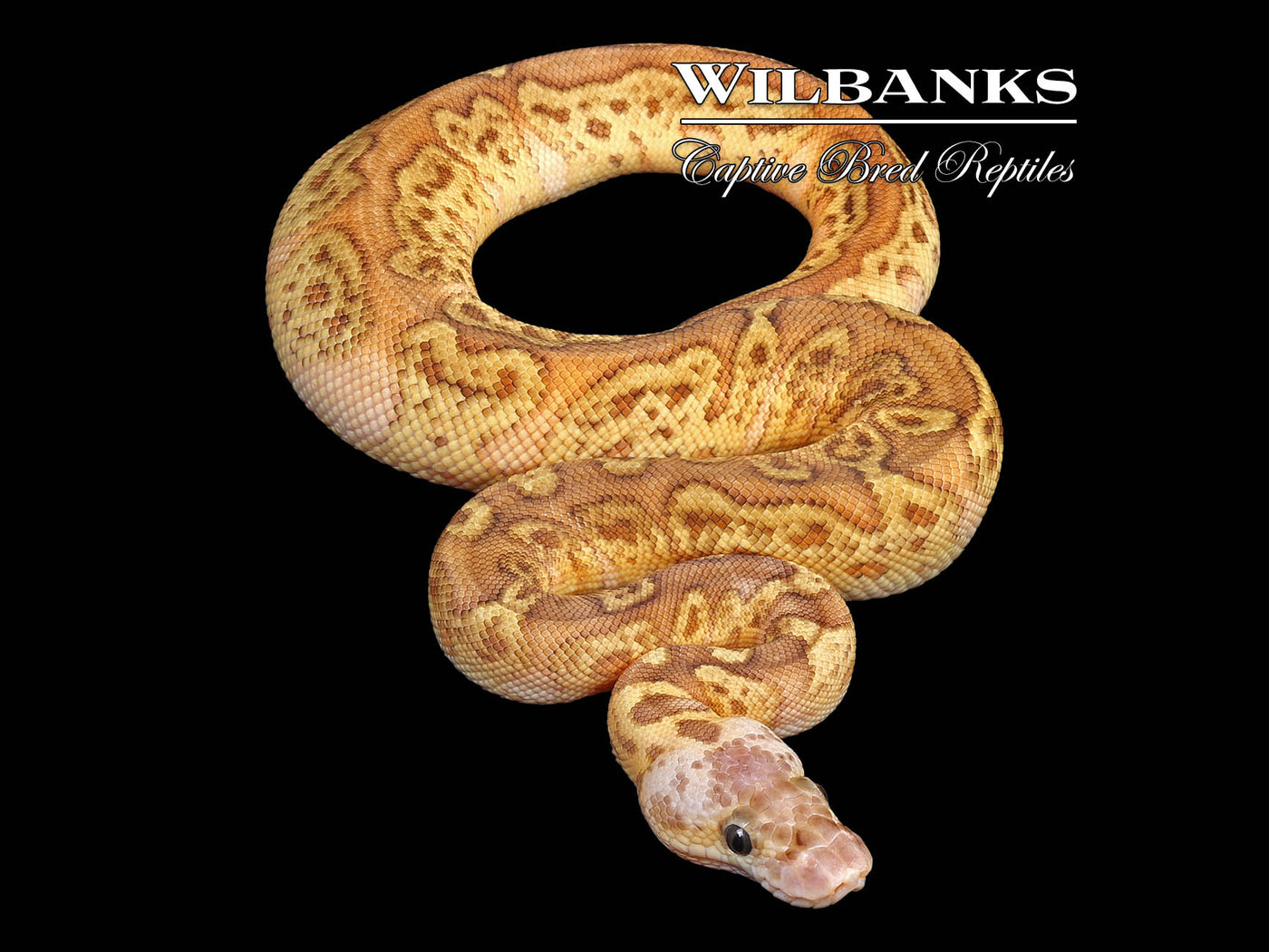 Pastel Sunset Clown Ball Python ♂ '24