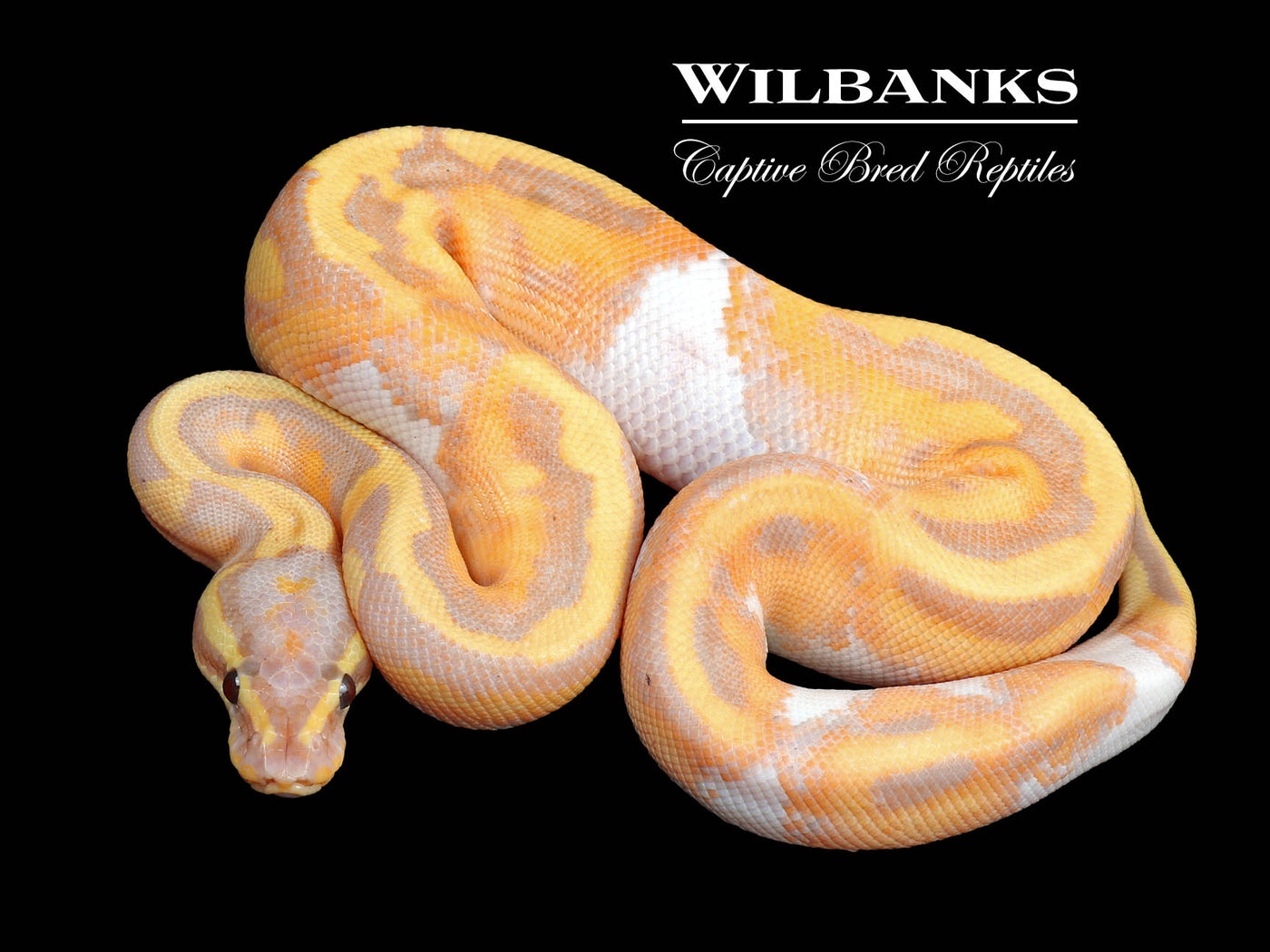 Banana Pied Ball Python ♂ '24