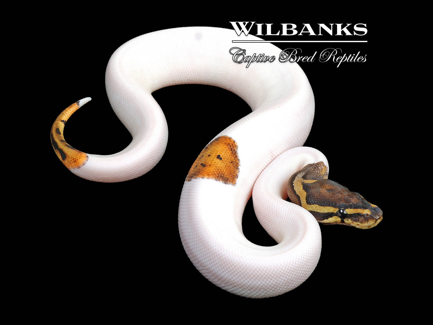 Pied Ball Python ♀ '24