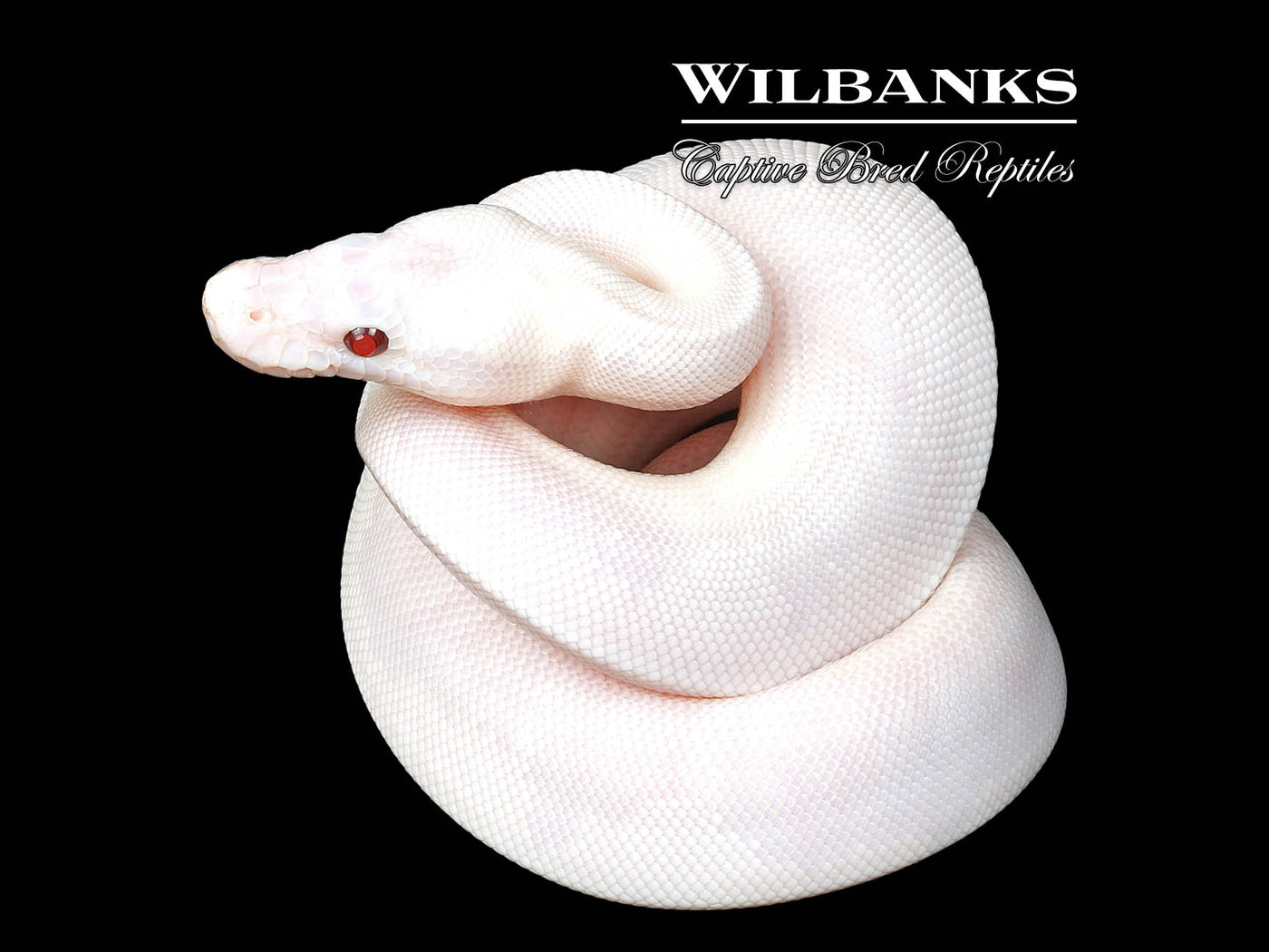 Banana Blue Eyed Leucistic -Super Butter Ball Python ♂ '24