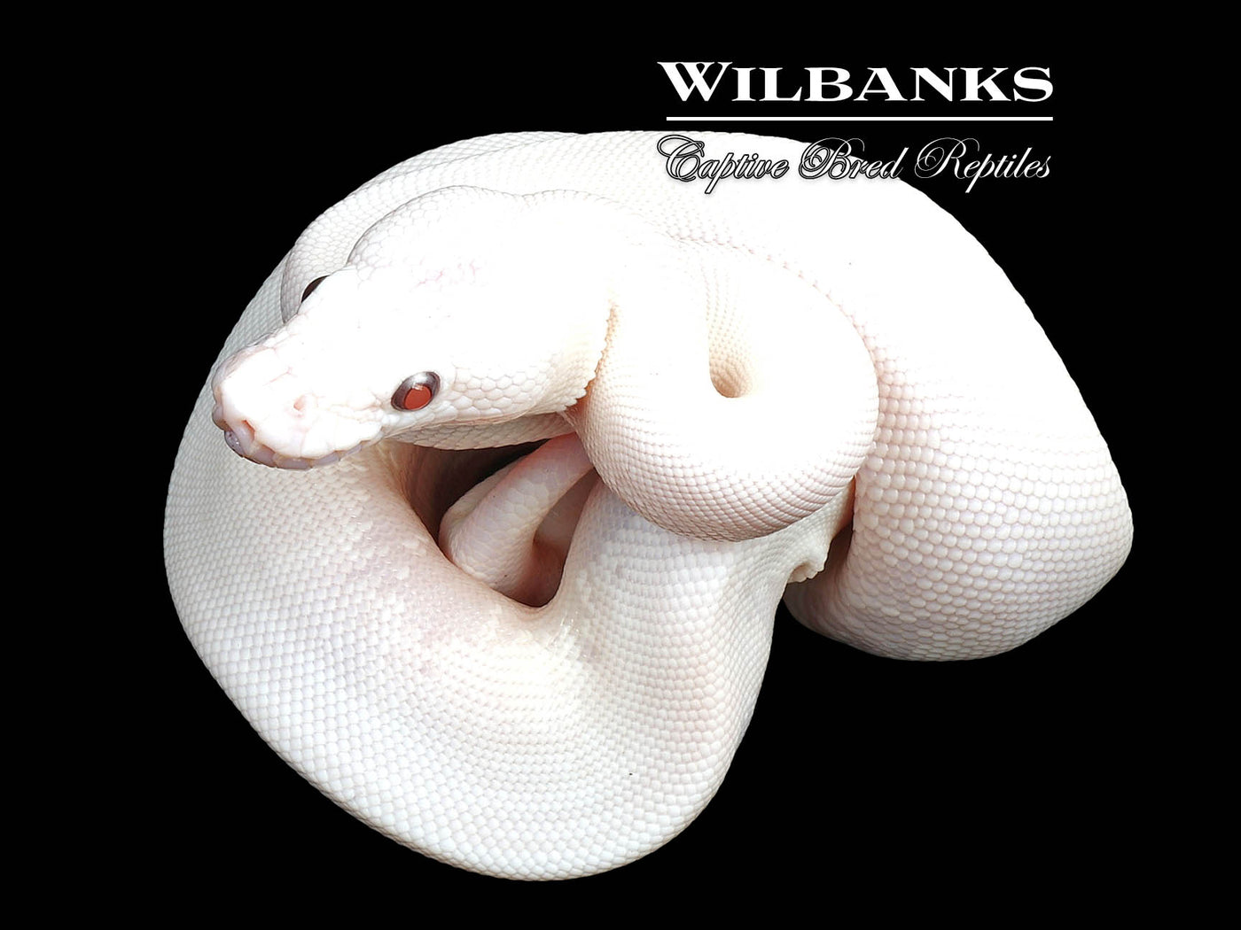 Blue Eyed Leucistic (Mocha Butter) Ball Python ♀ '24