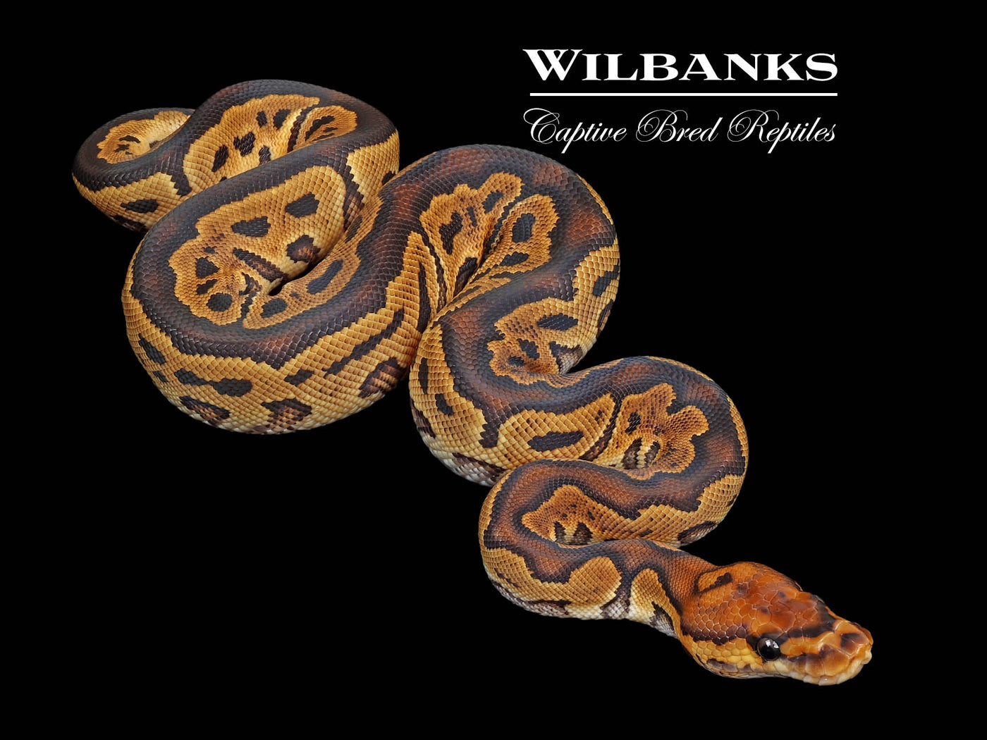 Clown Ball Python ♀ '24