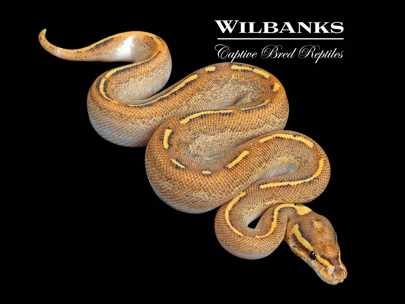 Freeway Fire Sugar Ball Python ♀ '24