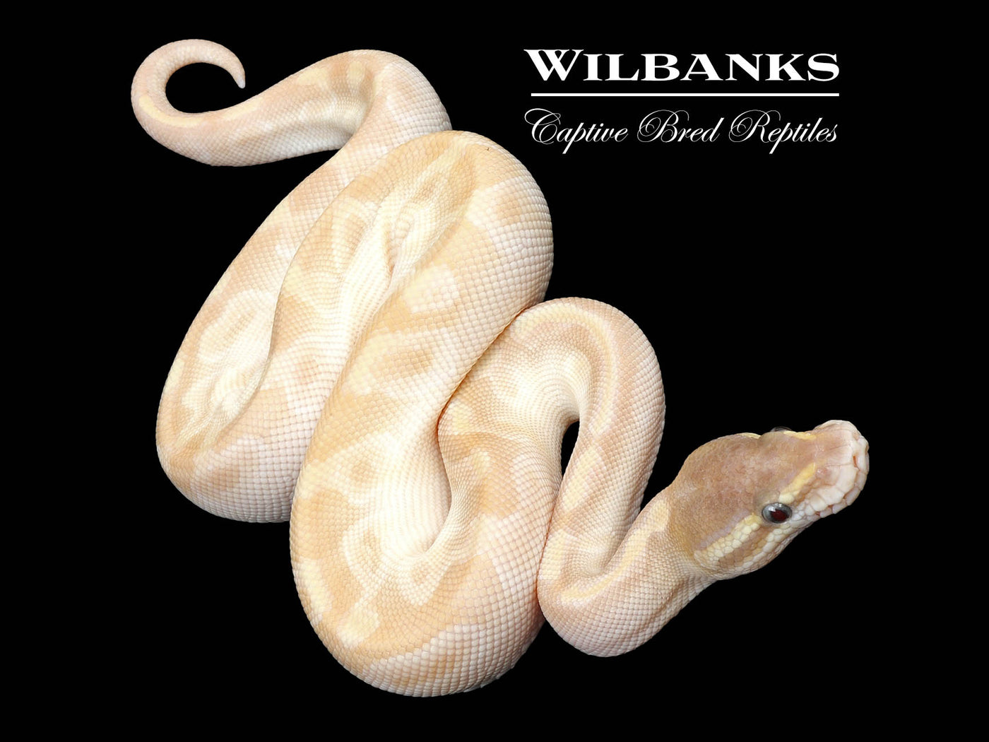 Cinnamon Crystal Ball Python ♀ '24