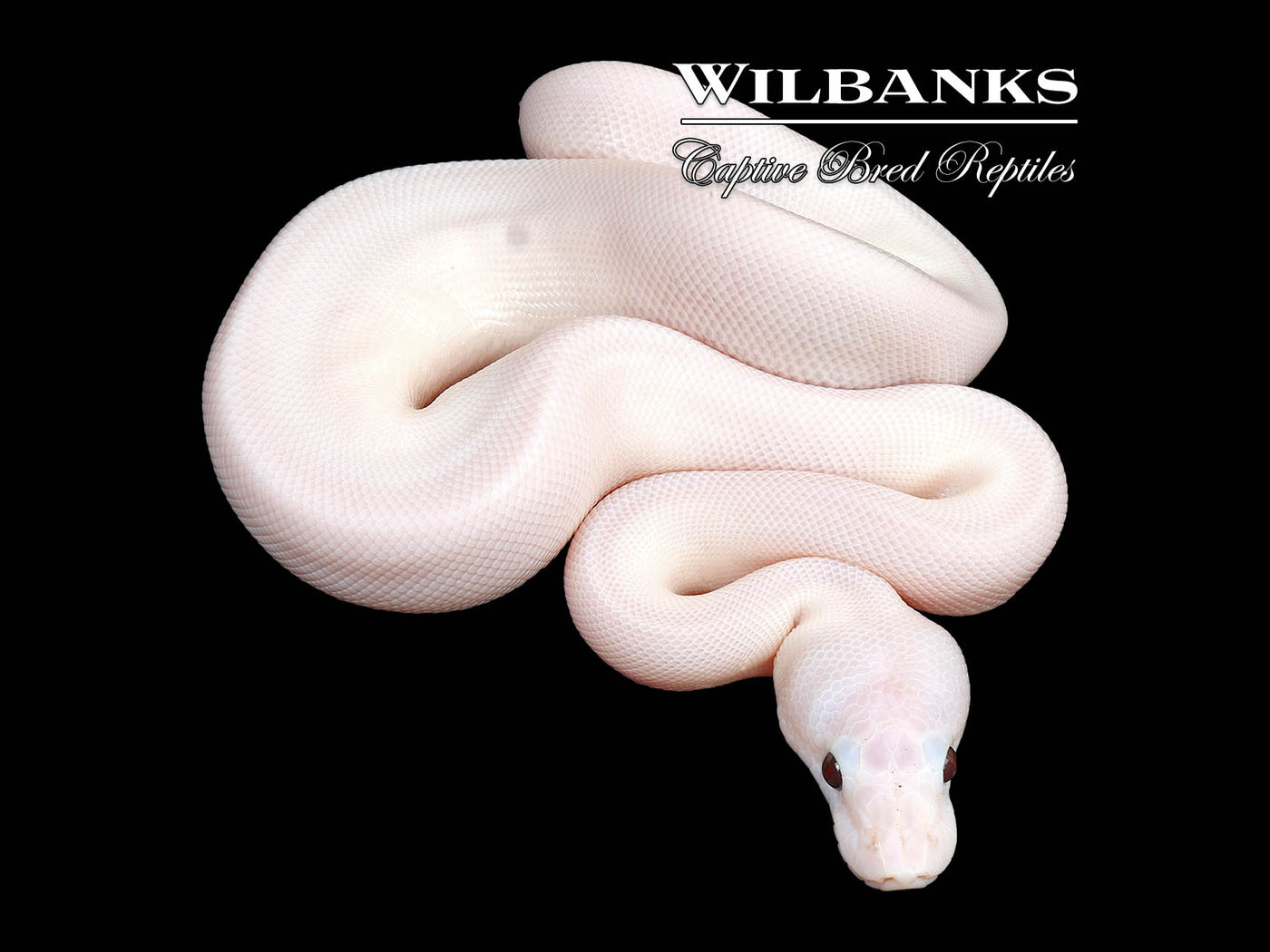 Banana Super Fire Ball Python ♂ '24