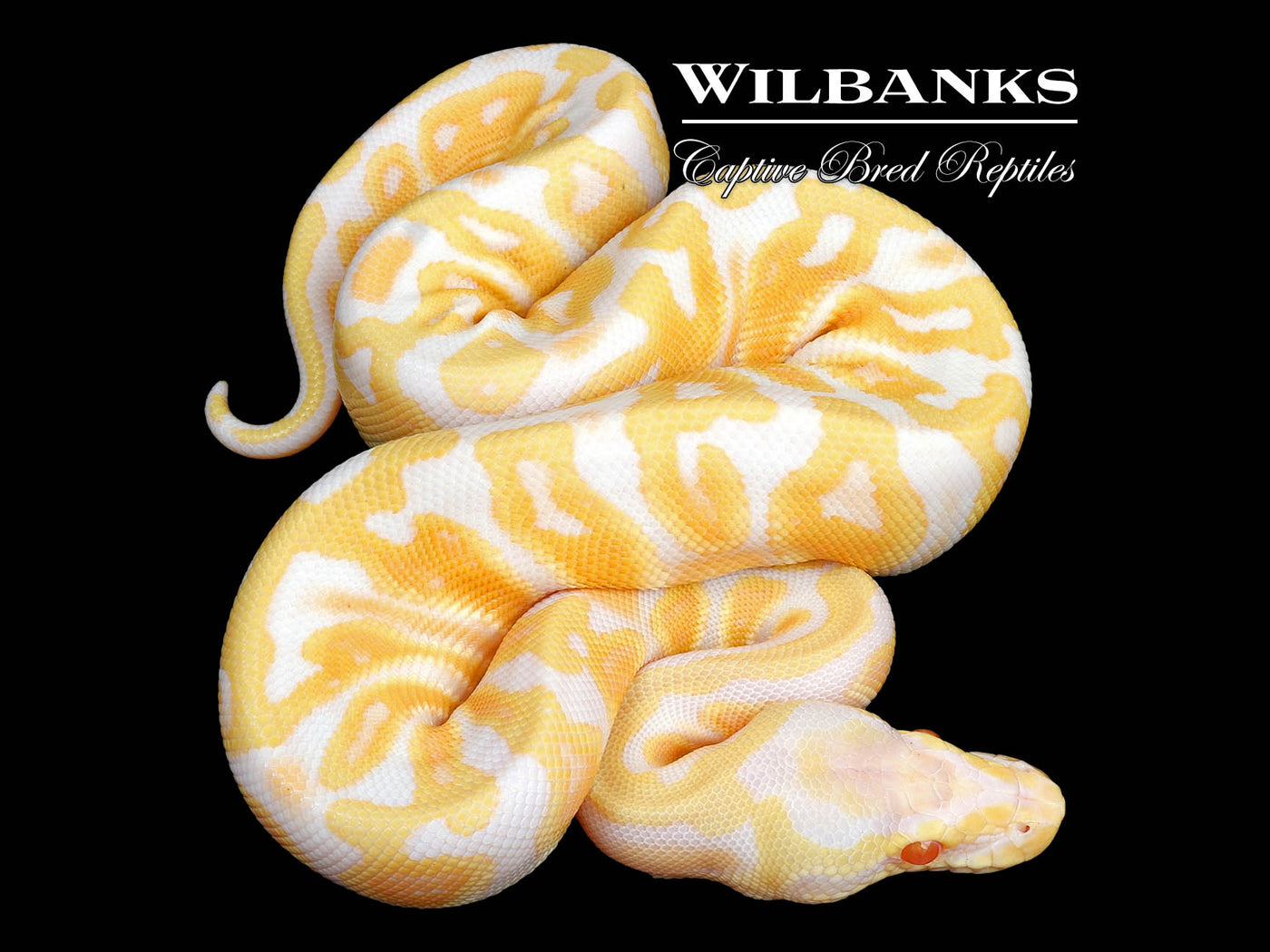 GHI Albino Pastel Ball Python ♀ '24