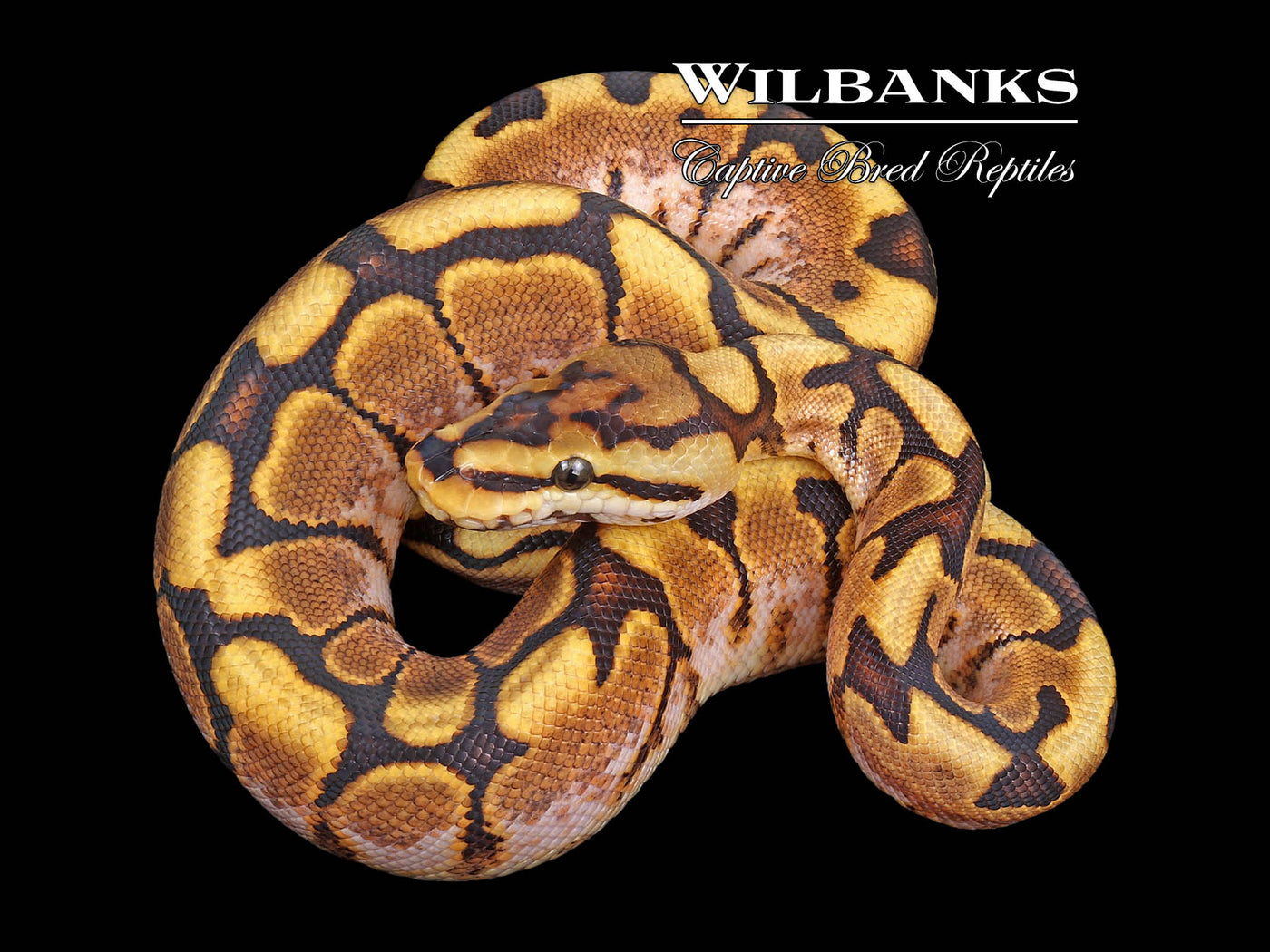 Yellow Belly Spider Ball Python ♂ '24