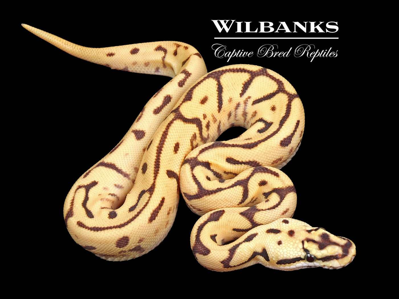 Leopard Stinger Bee Fire Ball Python ♀ '24