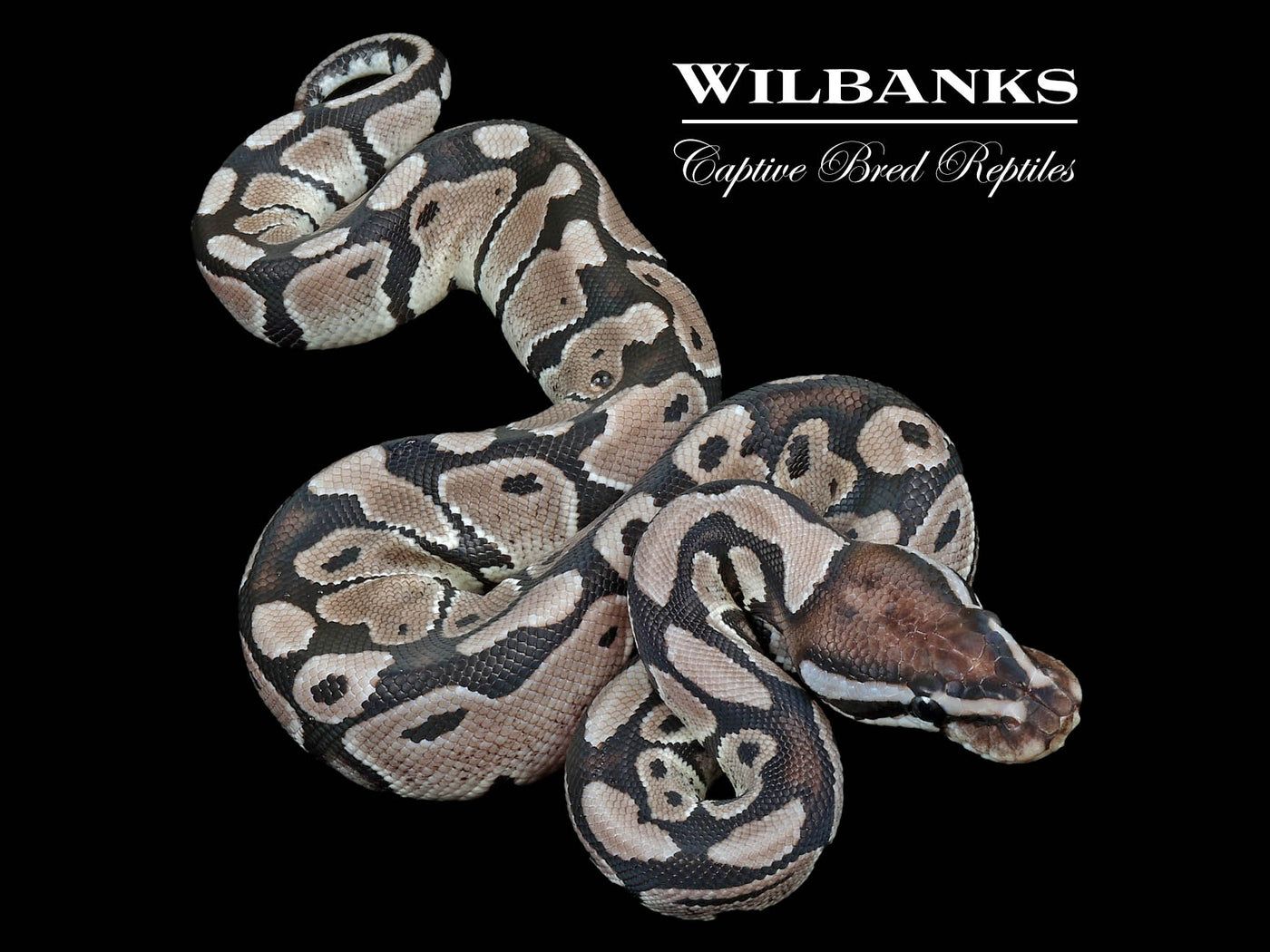 Axanthic (VPI) 100% Het. Lavender Albino Ball Python ♀ '24