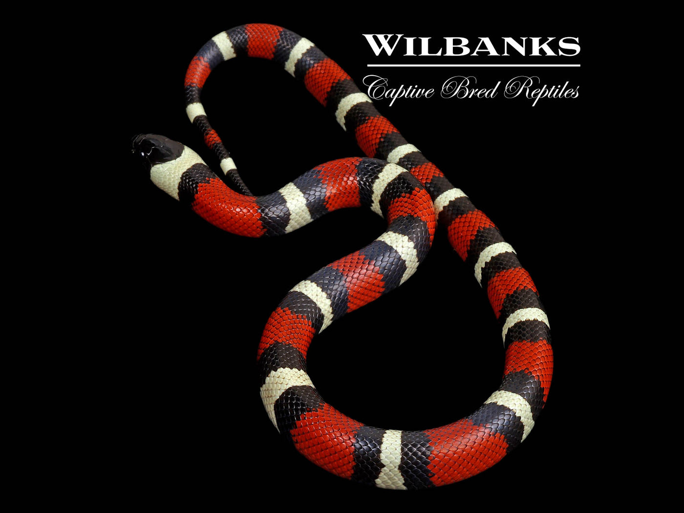 Pueblan Milksnake ♀ '24