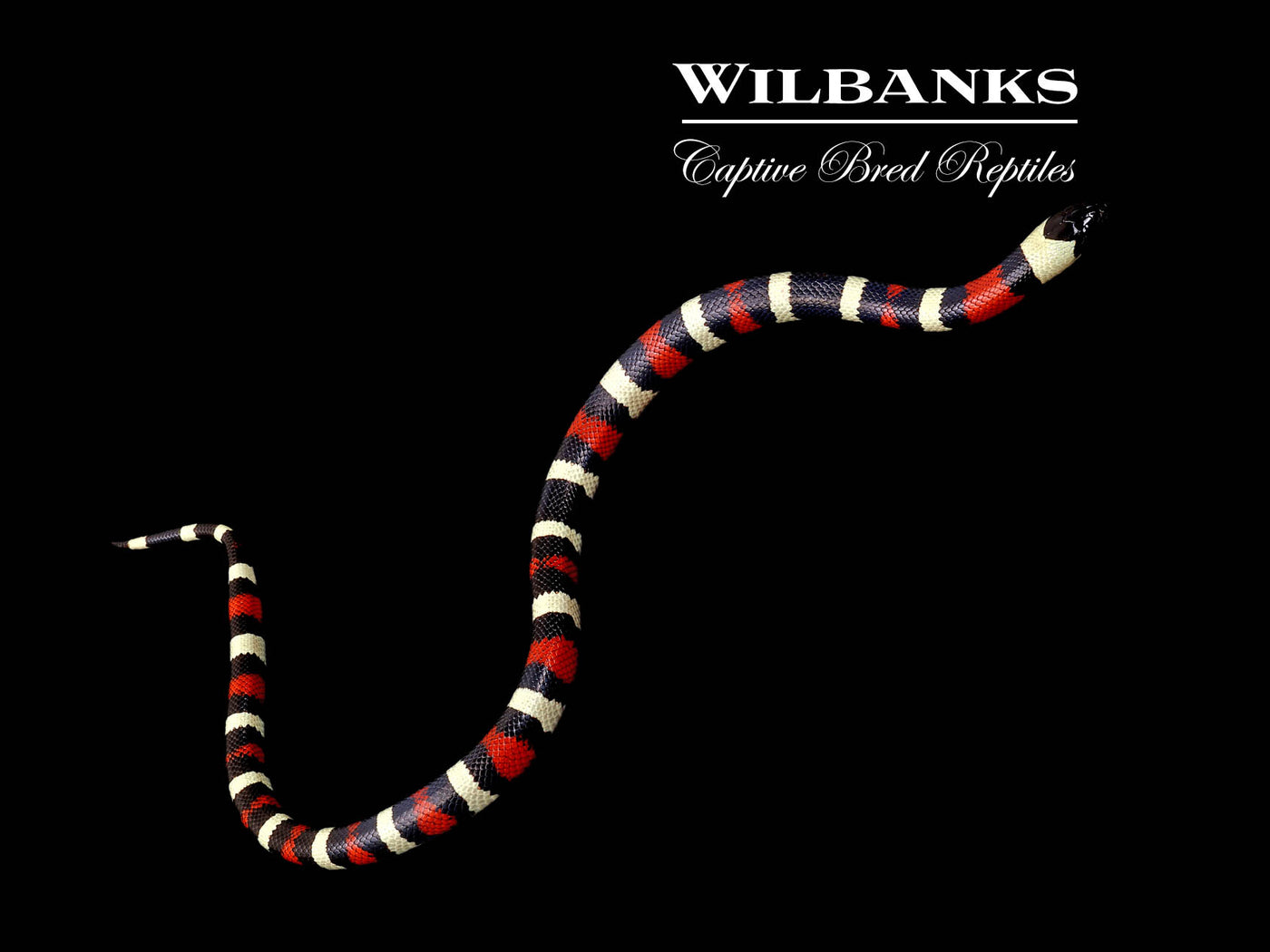 Pueblan Milksnake ♀ '24