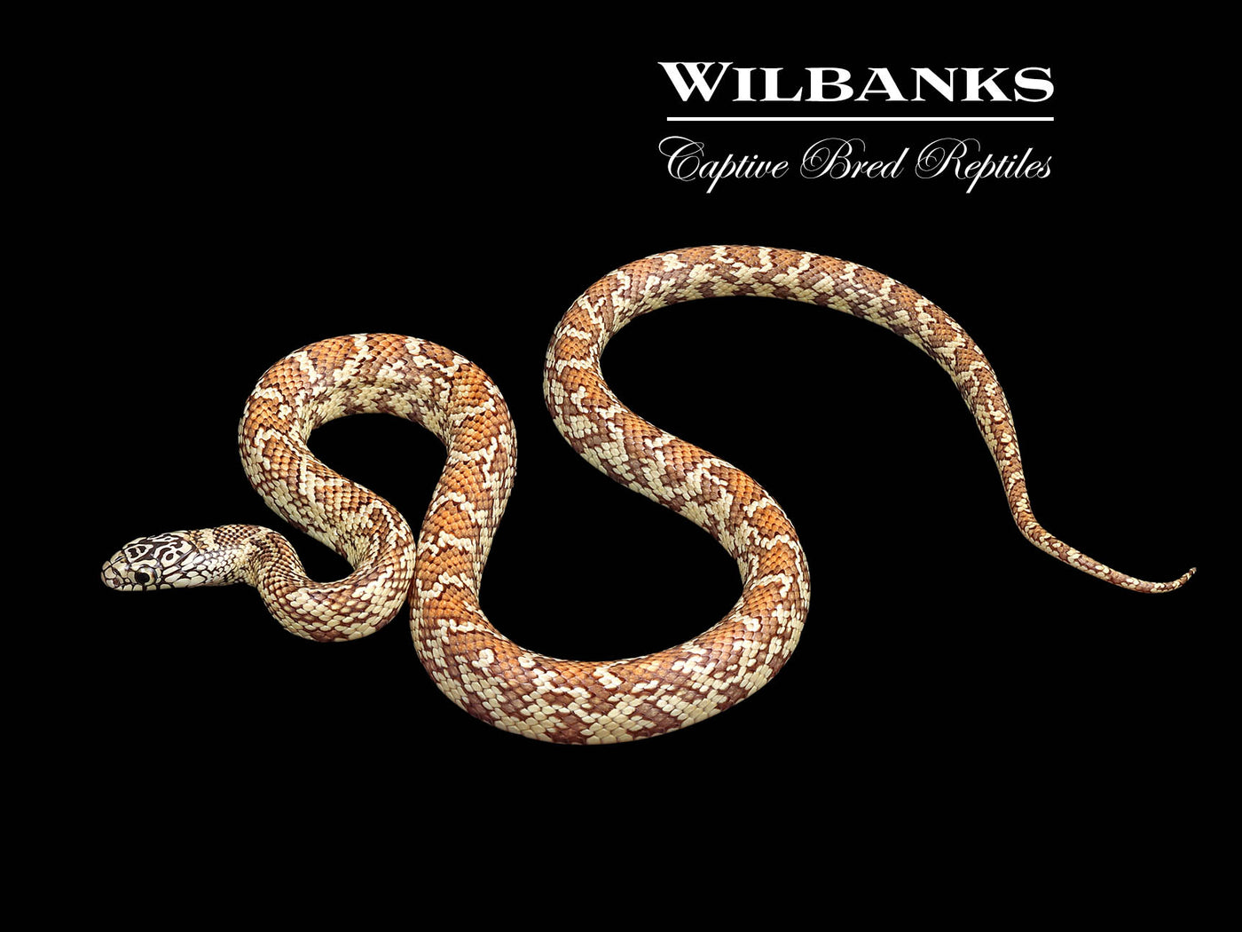 Hypo Brooks Kingsnake ♀ '23