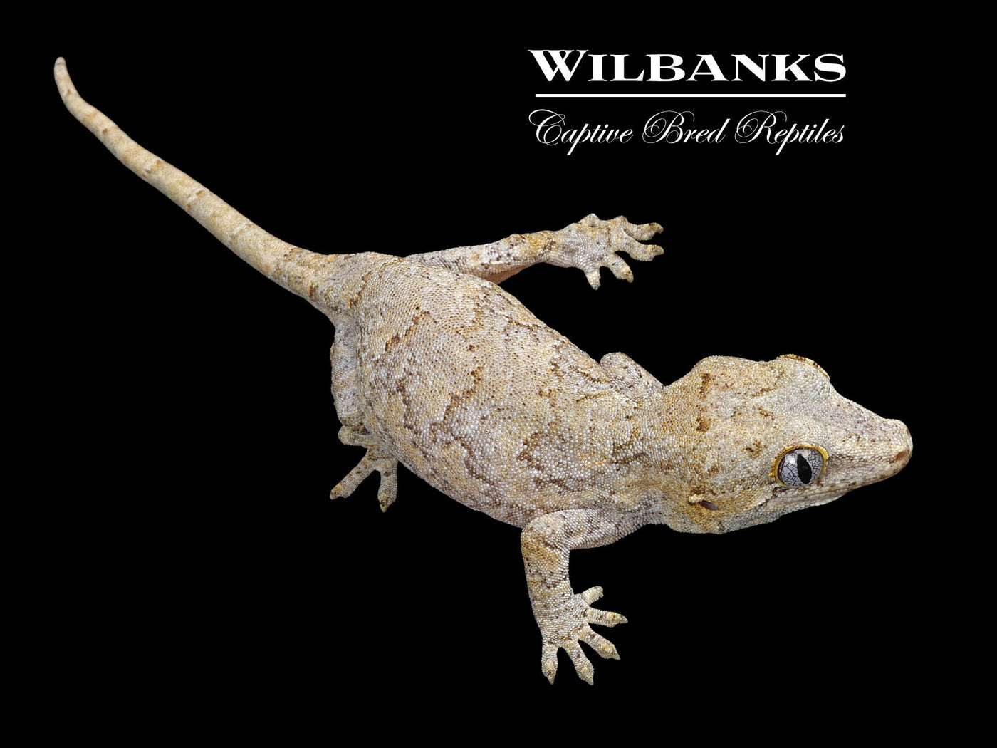 Orange Reticulated Gargoyle Gecko '24