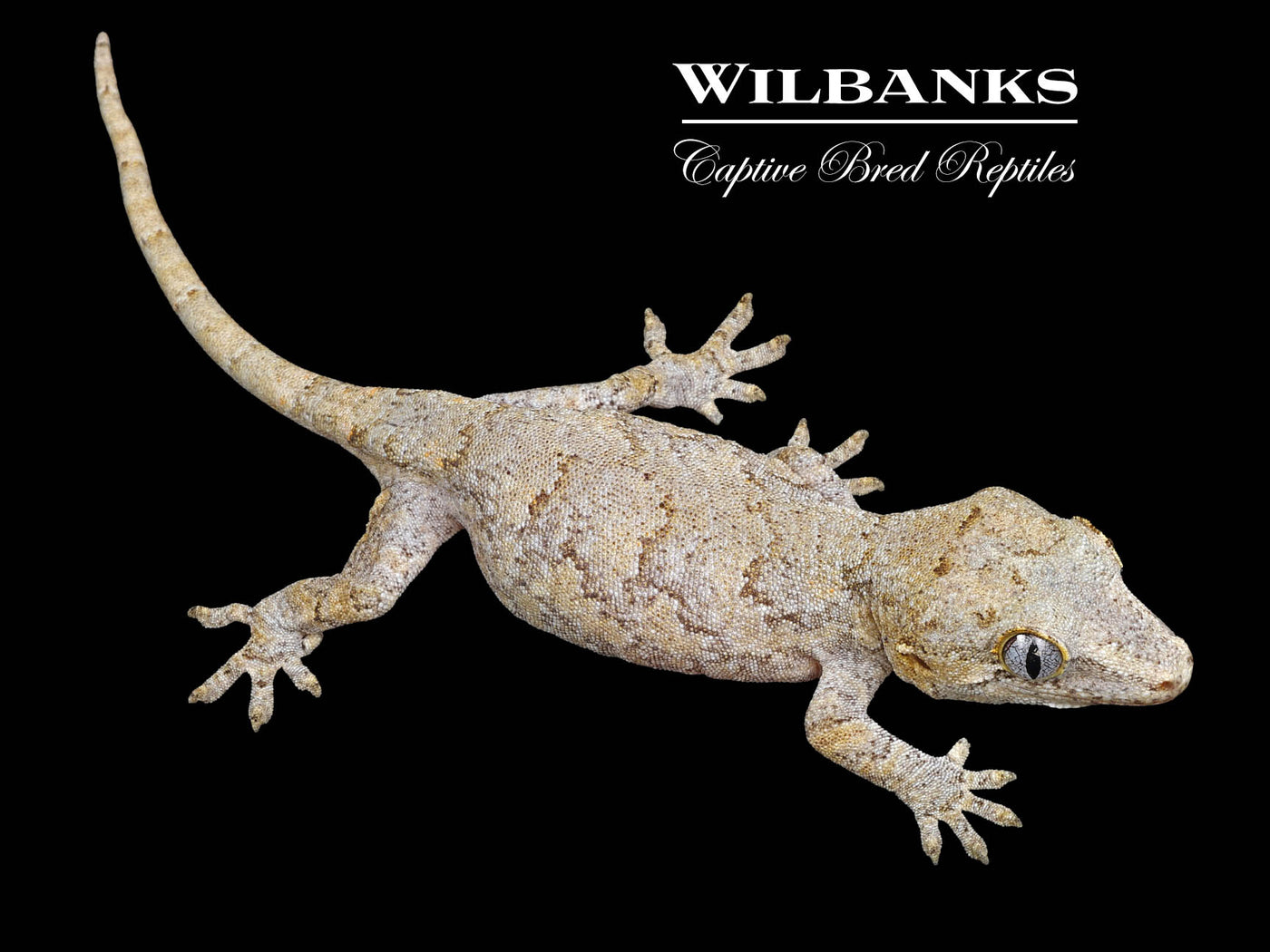 Orange Reticulated Gargoyle Gecko '24