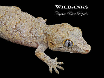 Orange Reticulated Gargoyle Gecko '24