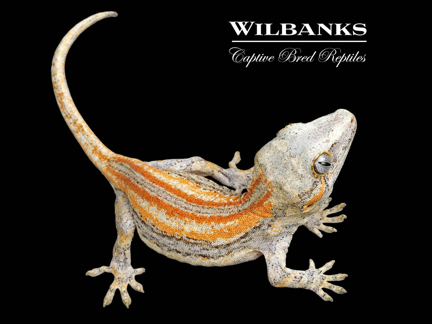 Red Orange Striped Gargoyle Gecko '24