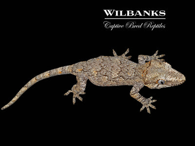 Reticulated Gargoyle Gecko '24