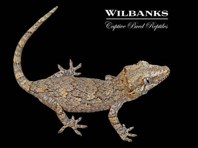 Reticulated Gargoyle Gecko '24