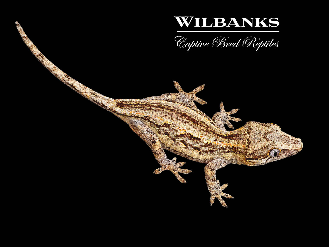 Striped Gargoyle Gecko '24