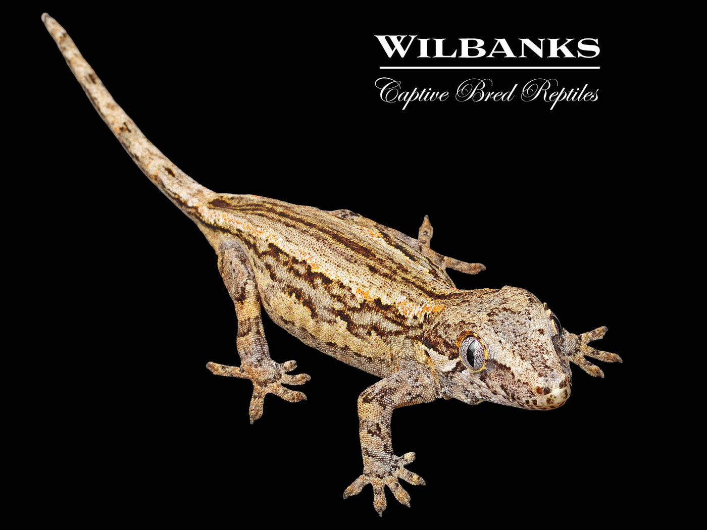 Striped Gargoyle Gecko '24