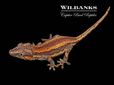 Red Orange Striped Gargoyle Gecko '24