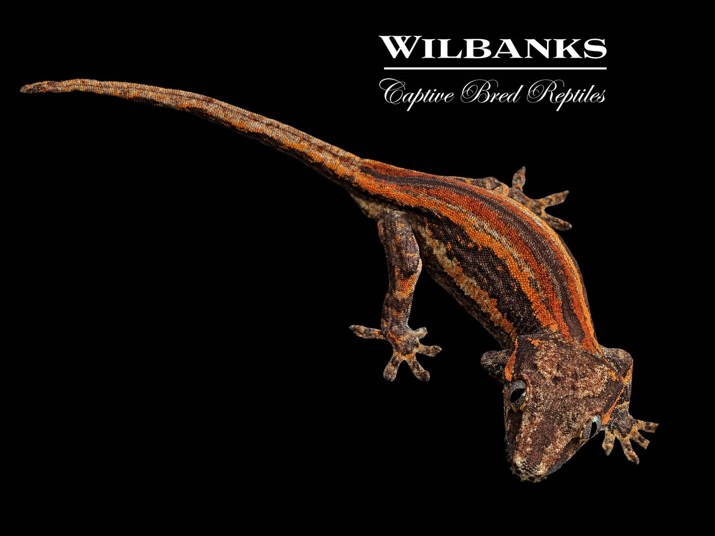 Red Orange Striped Gargoyle Gecko '24