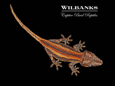 Red Orange Striped Gargoyle Gecko '24