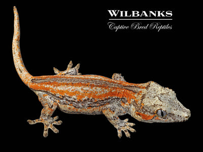 Orange Striped Gargoyle Gecko '24