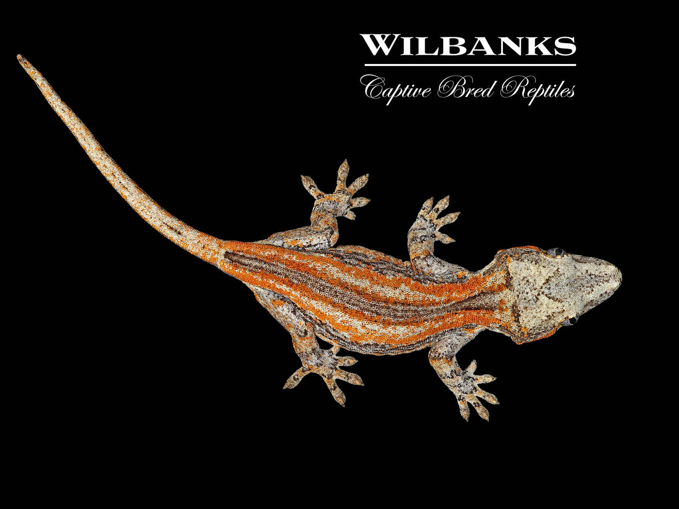 Orange Striped Gargoyle Gecko '24