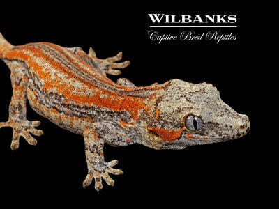 Orange Striped Gargoyle Gecko '24