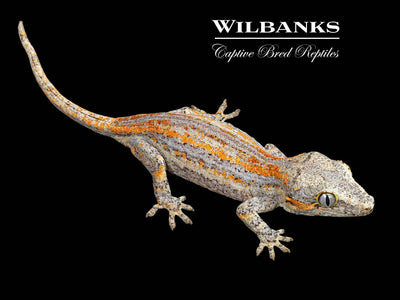 Orange Striped Gargoyle Gecko '24