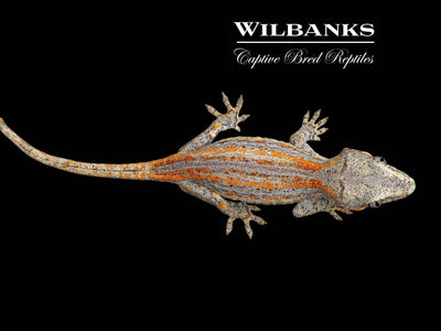 Orange Striped Gargoyle Gecko '24