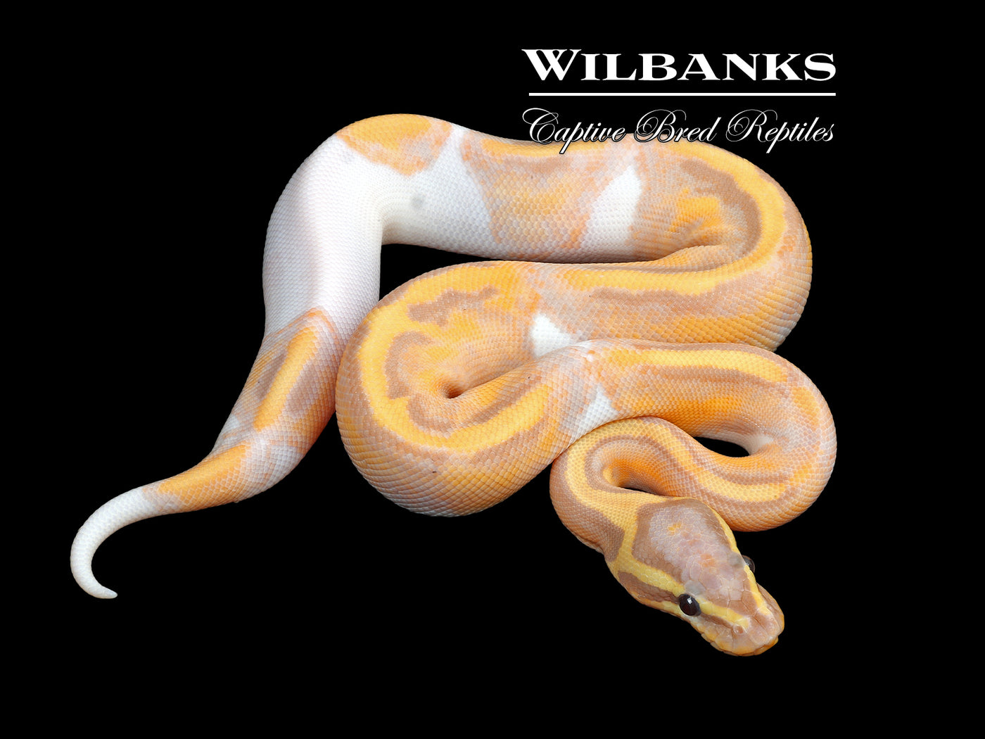 Banana Pied Ball Python ♂ '24