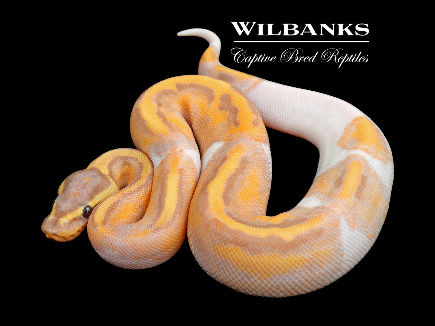 Banana Pied Ball Python ♂ '24