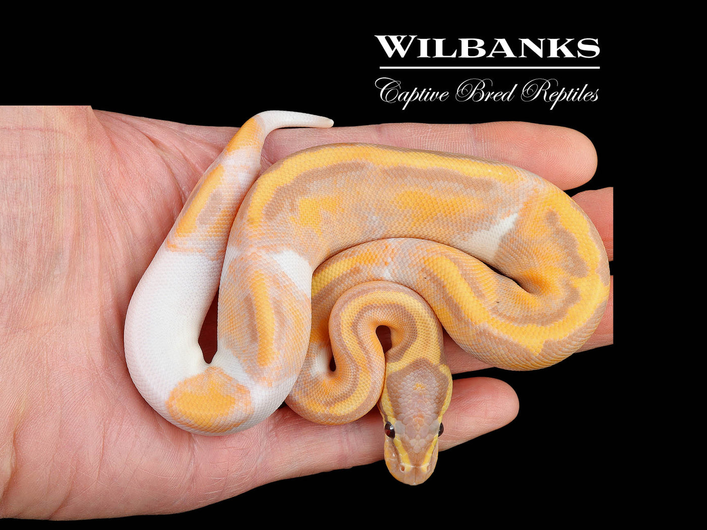 Banana Pied Ball Python ♂ '24