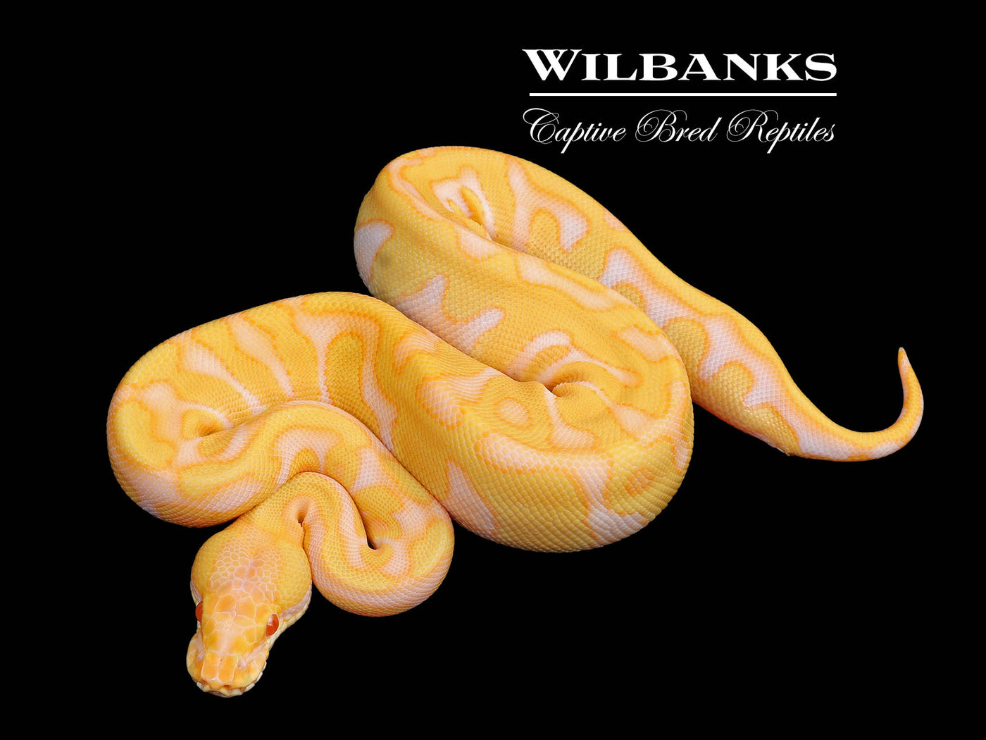 Albino Leopard Enchi Ball Python ♀ '24