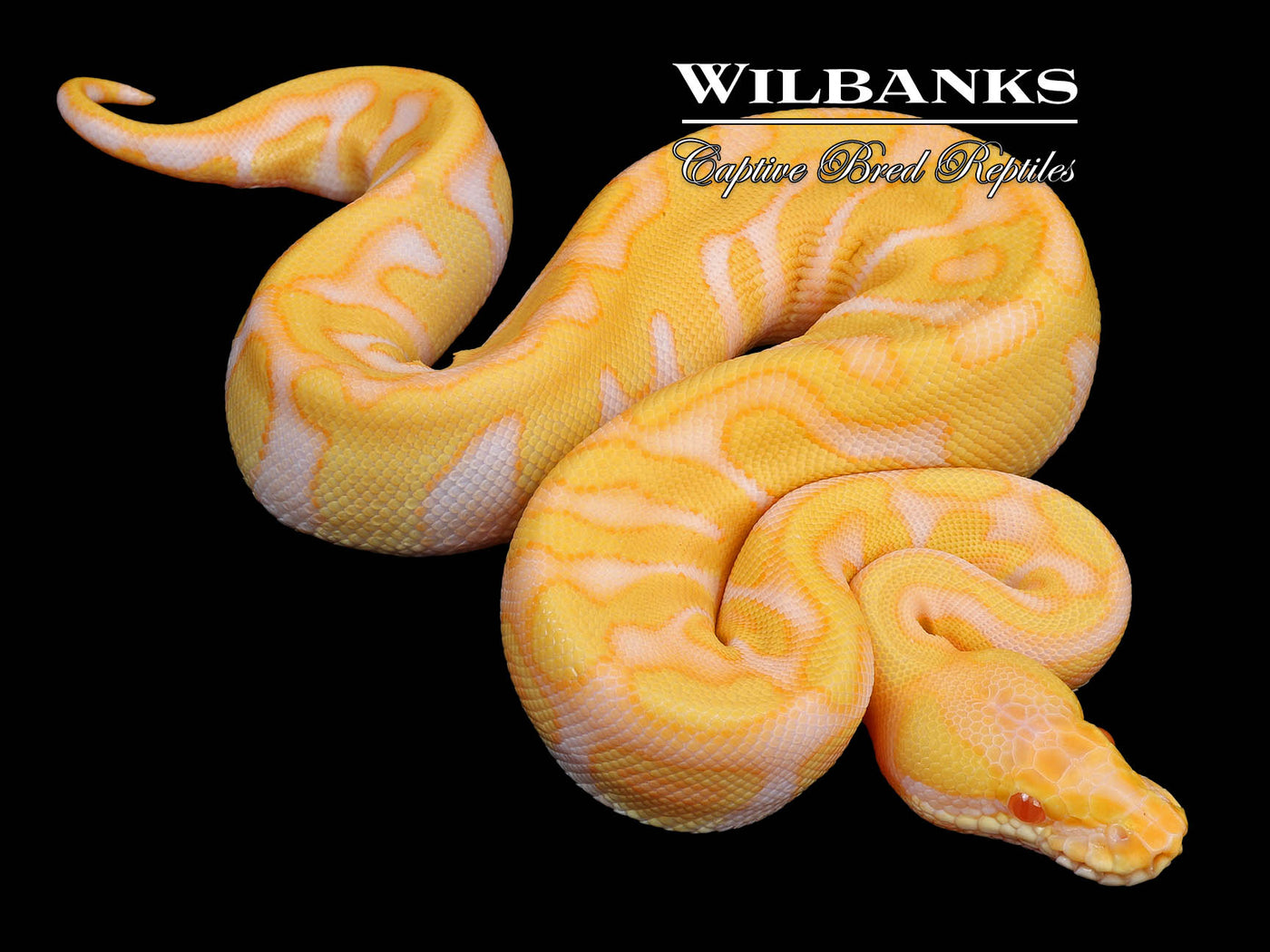 Albino Leopard Enchi Ball Python ♀ '24