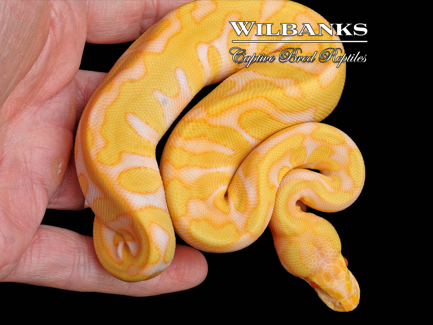 Albino Leopard Enchi Ball Python ♀ '24