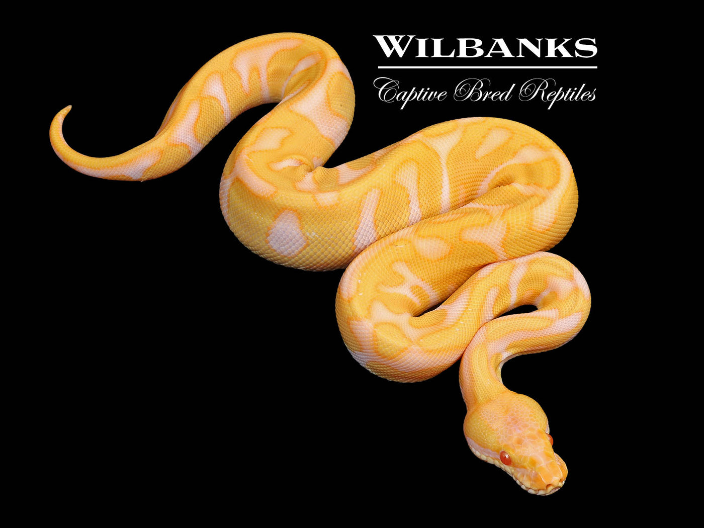 Albino Leopard Enchi Ball Python ♀ '24