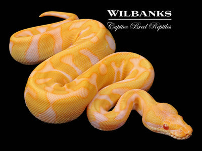 Albino Leopard Enchi Ball Python ♀ '24