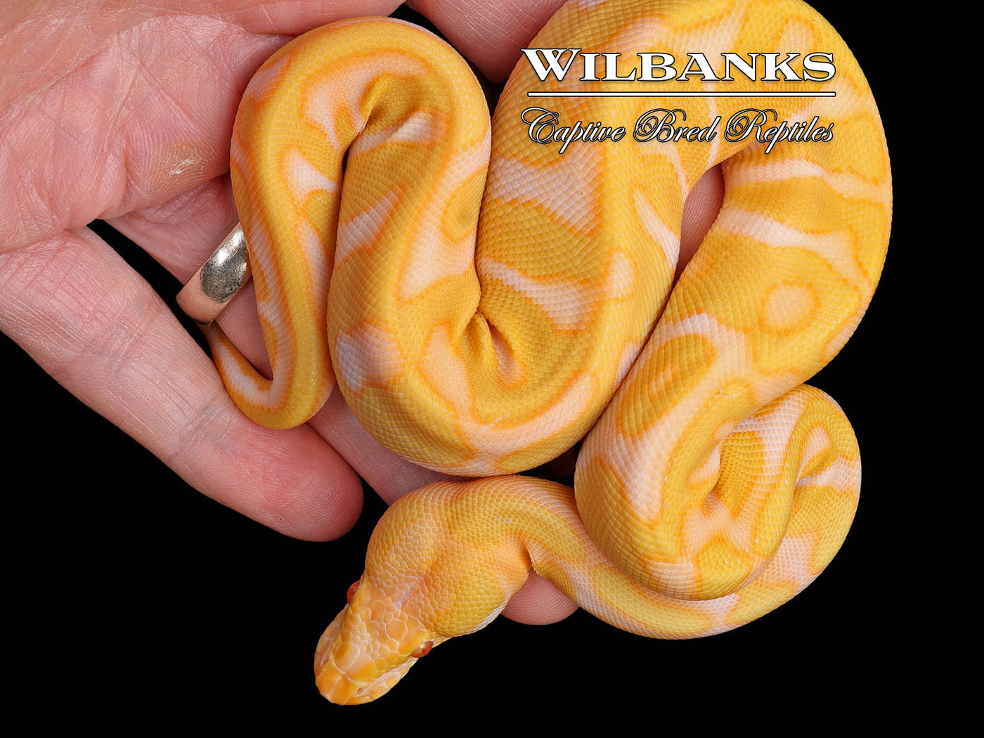 Albino Leopard Enchi Ball Python ♀ '24