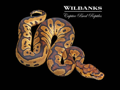 Clown Ball Python ♀ '24