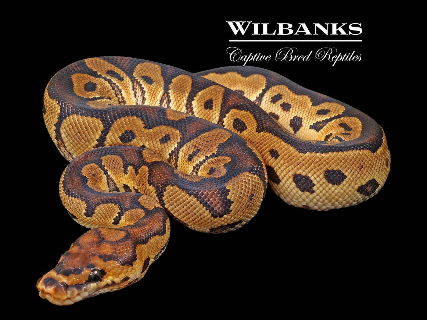 Clown Ball Python ♀ '24