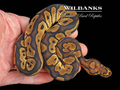 Clown Ball Python ♀ '24