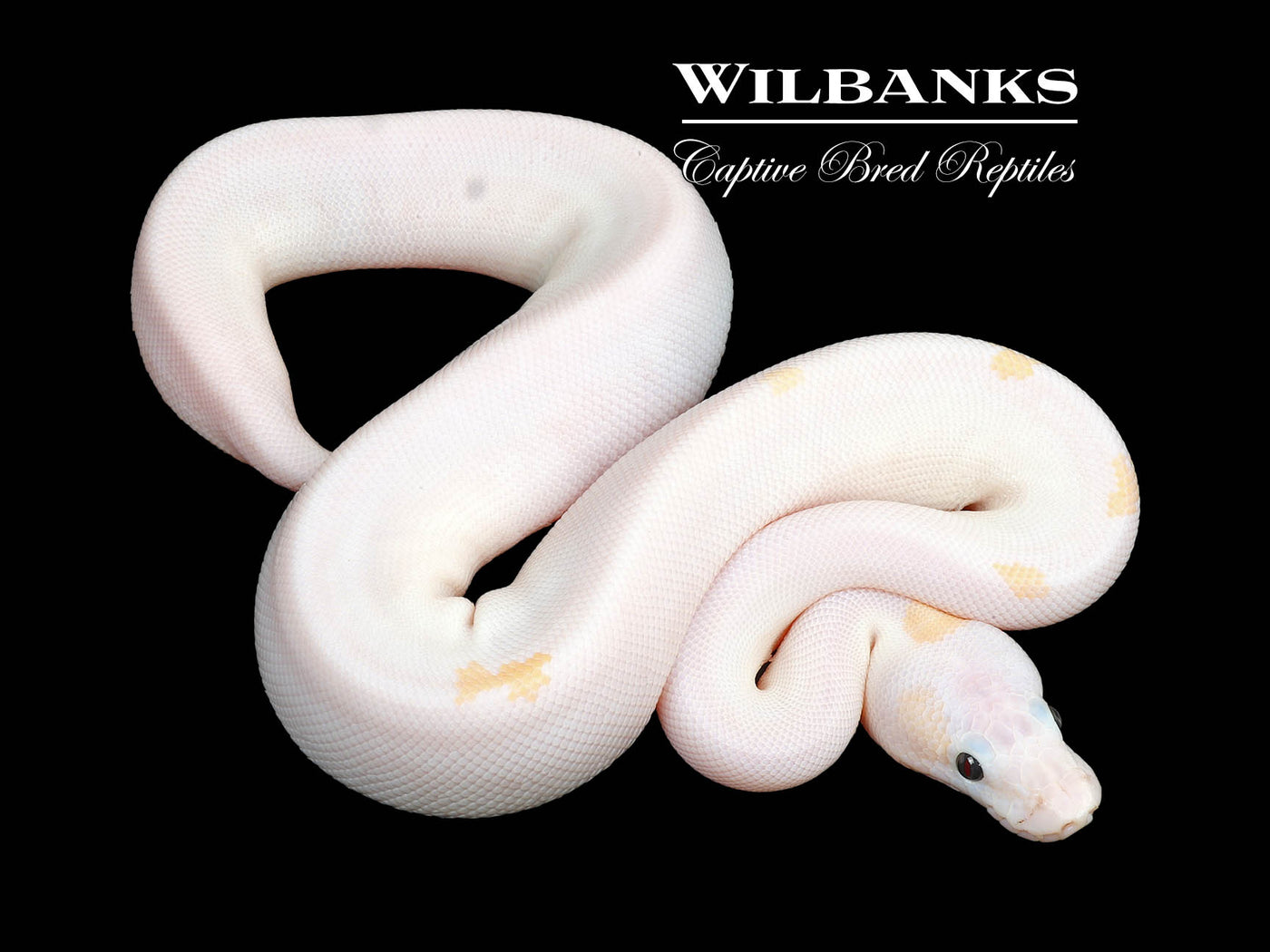 Super Fire Ball Python ♀ '24