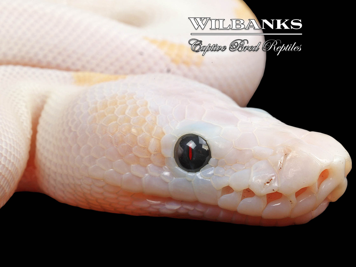 Super Fire Ball Python ♀ '24