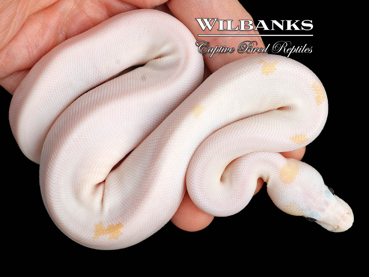 Super Fire Ball Python ♀ '24